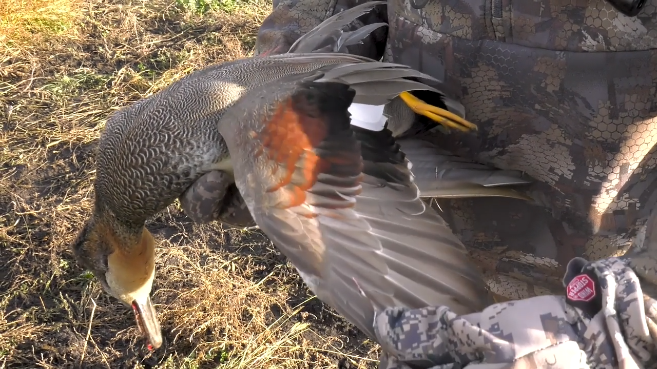 North Dakota Duck Hunting episode thumbnail