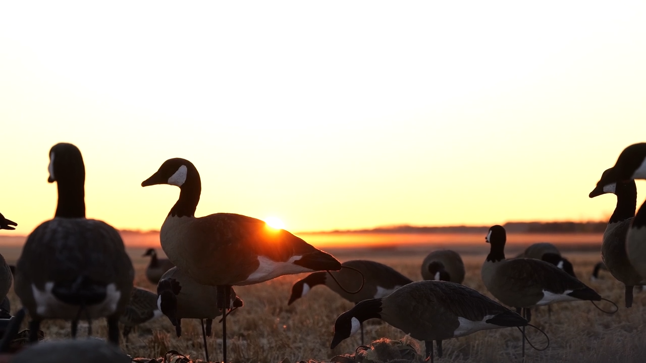 Tornados of Ducks: Field Hunting Manitoba episode thumbnail