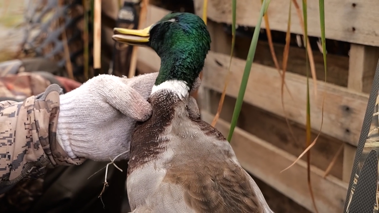 North Dakota Ducks Over Water episode thumbnail