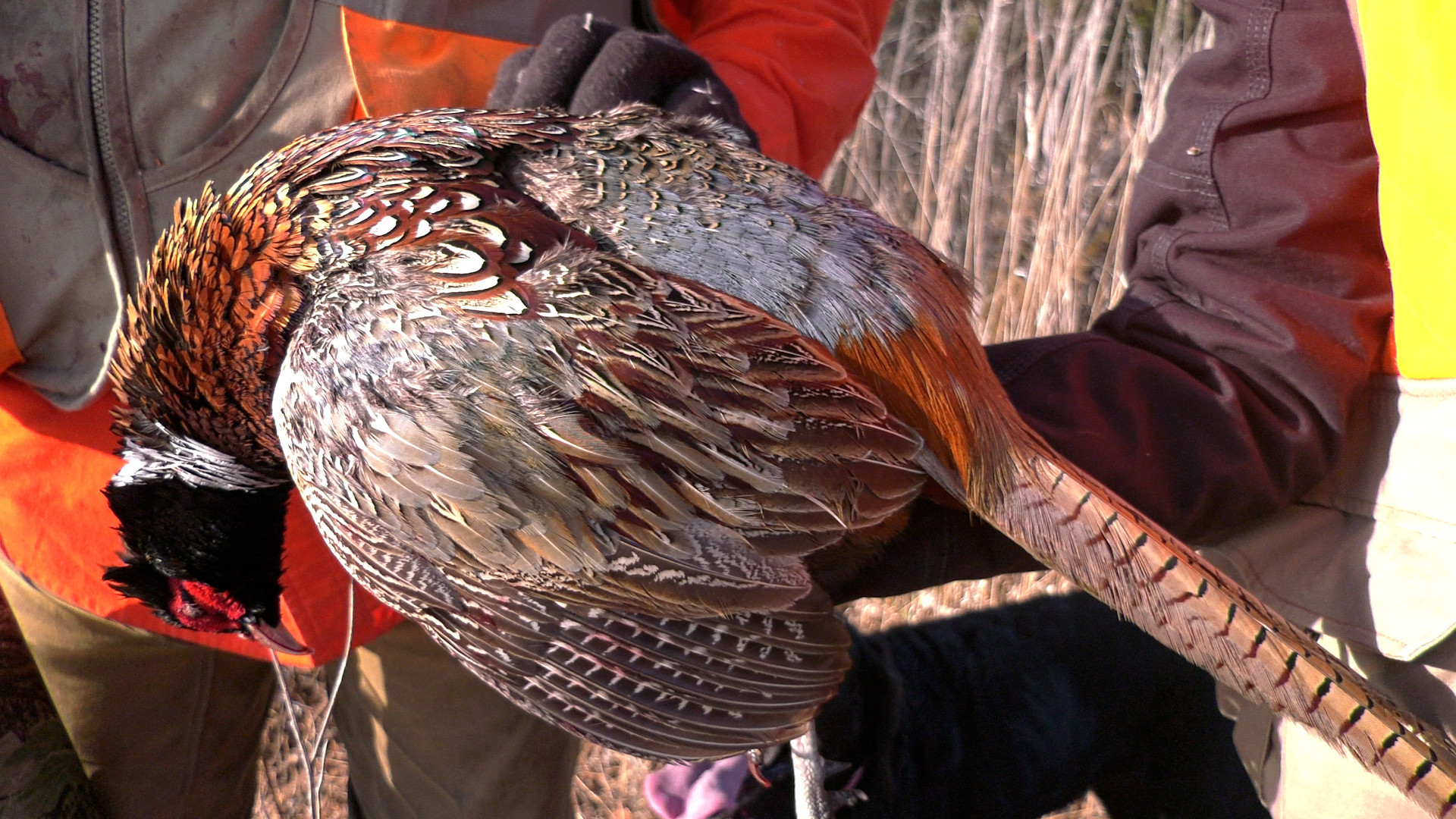Late Season Pheasant Hunting episode thumbnail