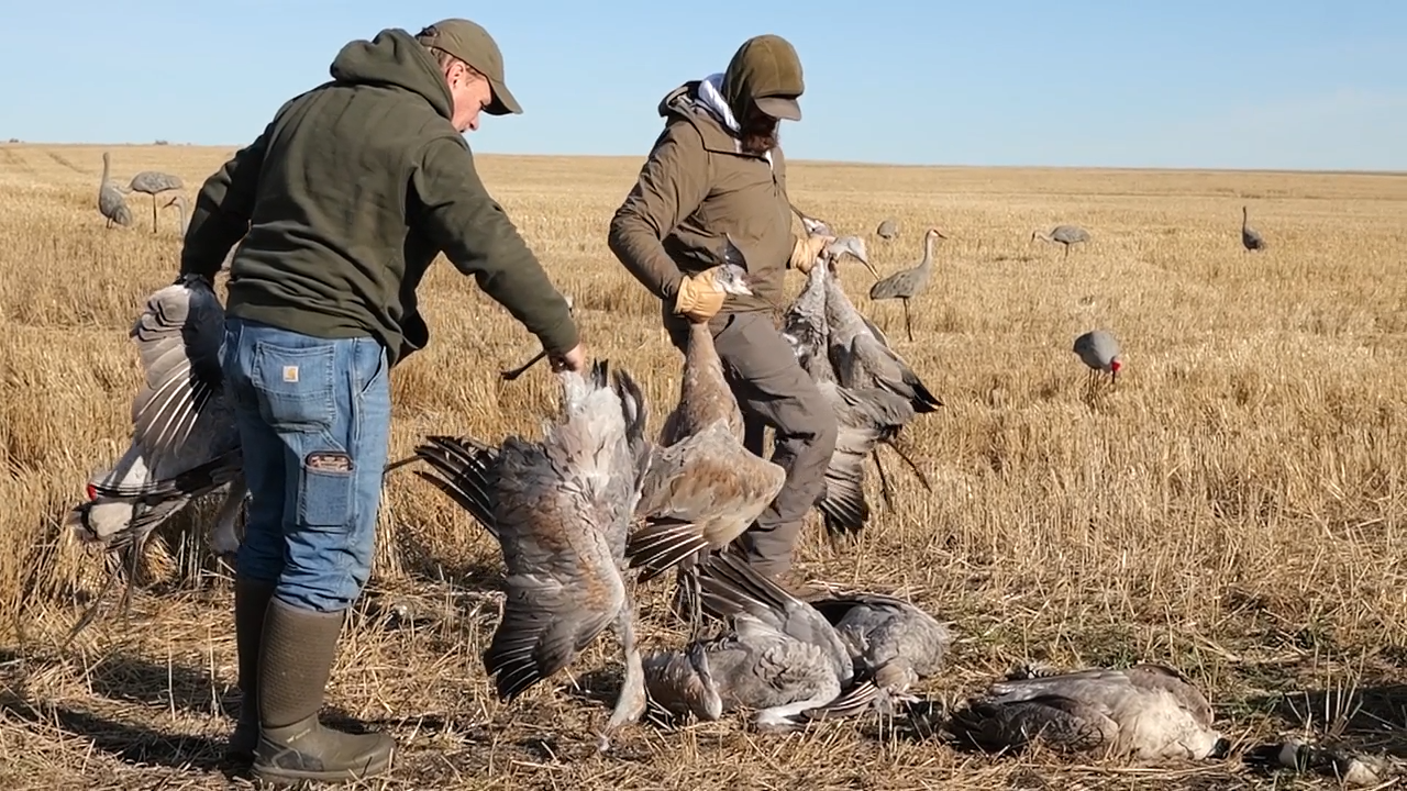Sandhill Crane Hunting Over Decoys episode thumbnail