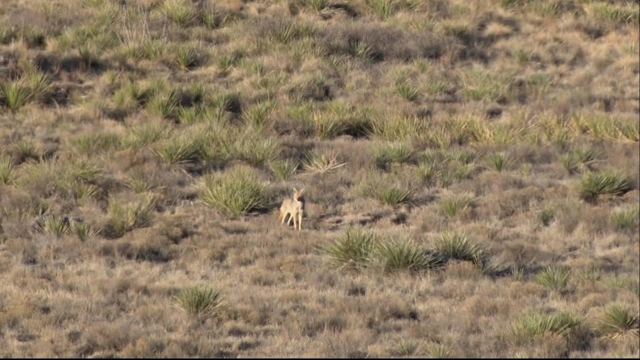 Rifle/Shotgun Double on Coyotes episode thumbnail