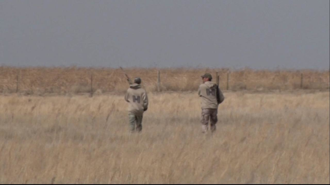 Coyote Eating on a Calf episode thumbnail