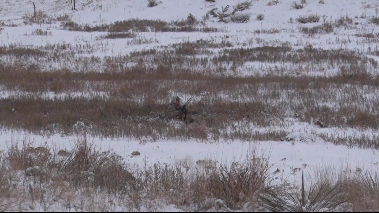 A Kangaroo Coyote episode thumbnail