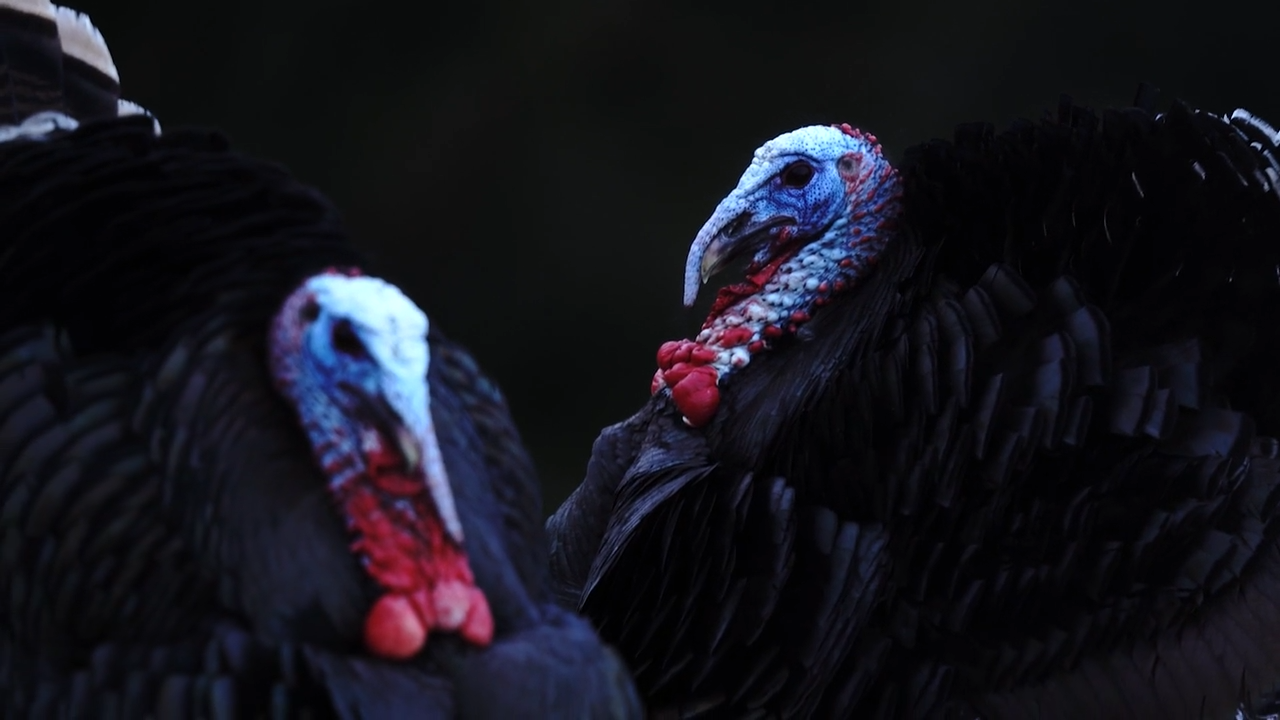 Perfect episode thumbnail