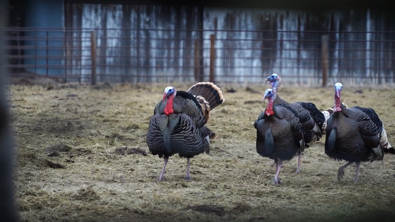 Simple episode thumbnail