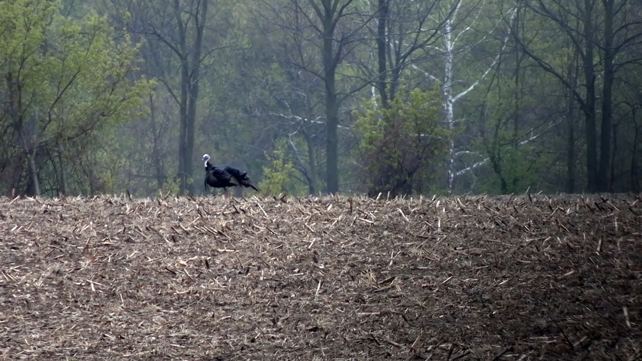 Struggles episode thumbnail