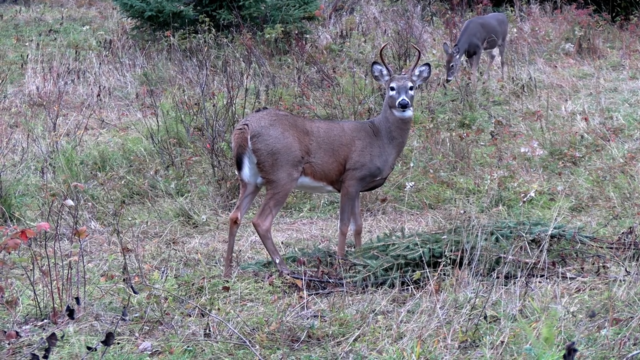 9 Lives episode thumbnail