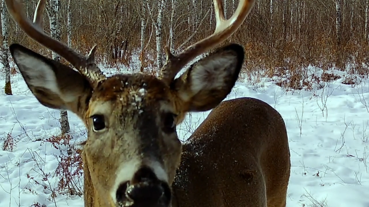 Dreams Come True episode thumbnail