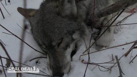 Special episode thumbnail