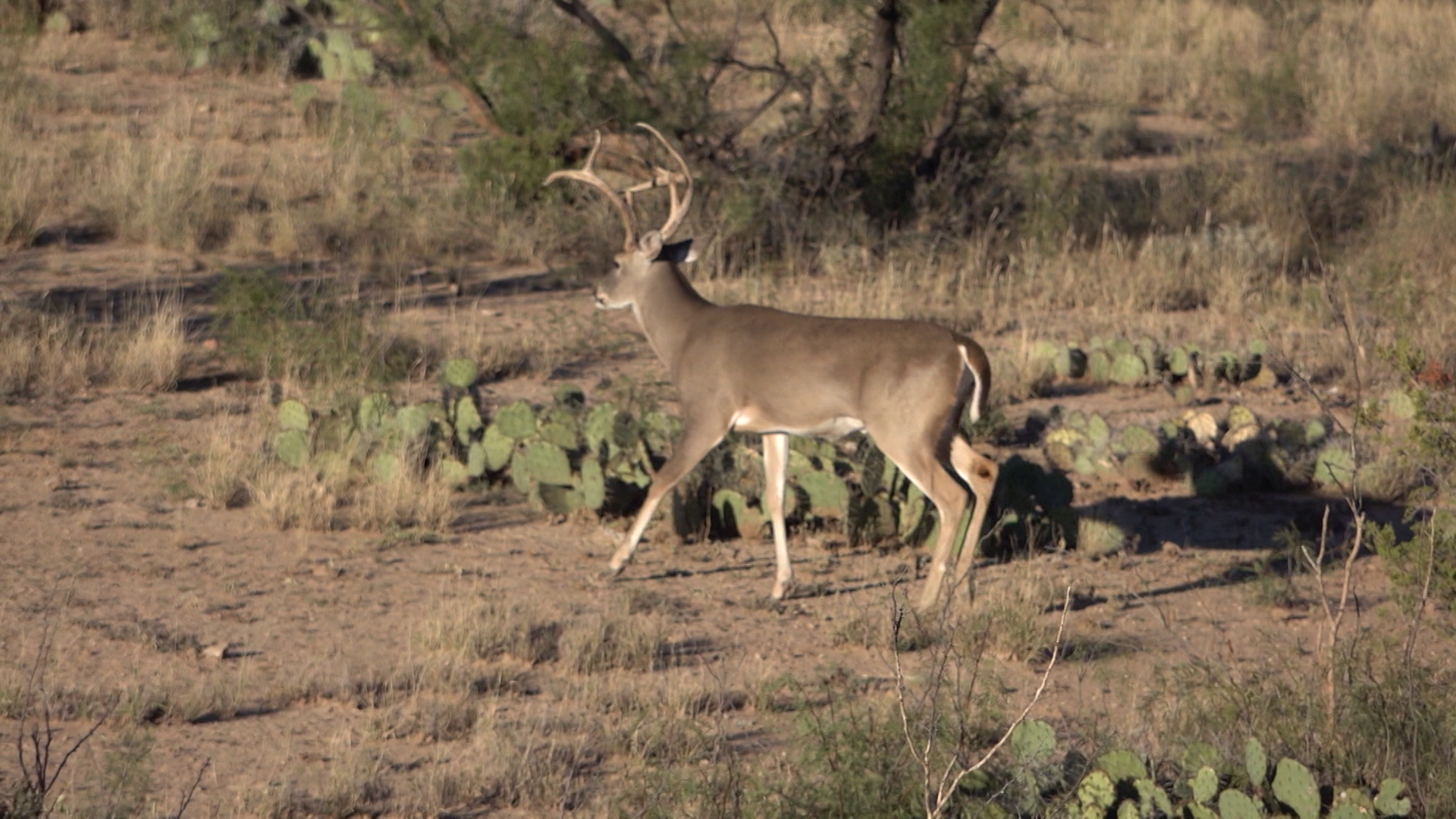 Campbell Kids Double Trouble! episode thumbnail