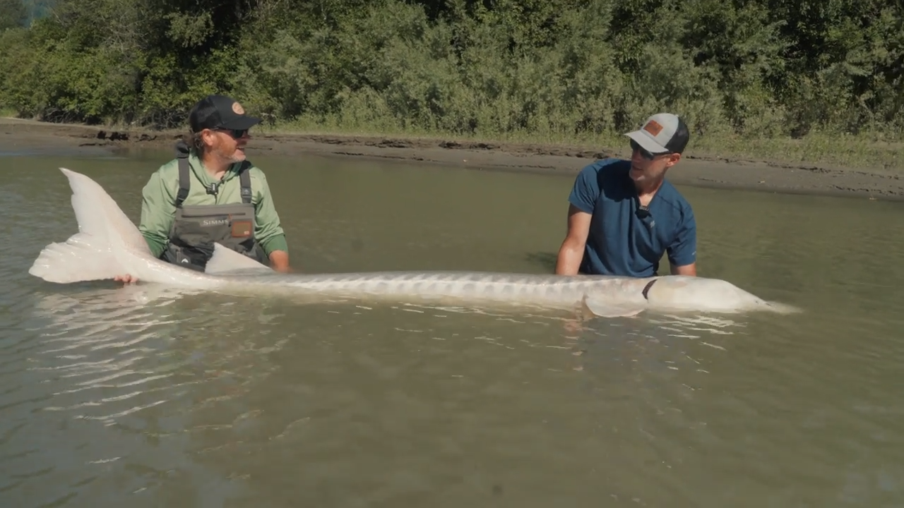 Yves Bisson Sturgeon episode thumbnail