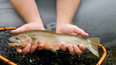 Idaho Fishing Adventure On The St. Joe River episode thumbnail