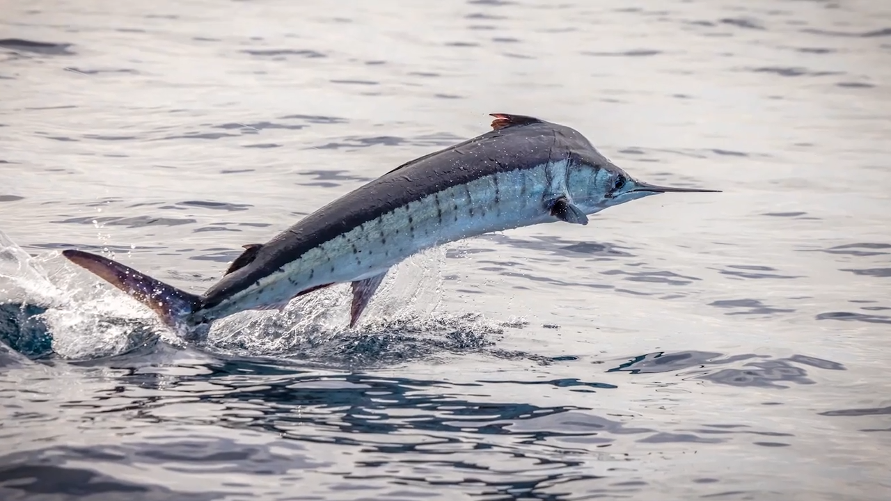 Cabo Marlin Part 1 episode thumbnail