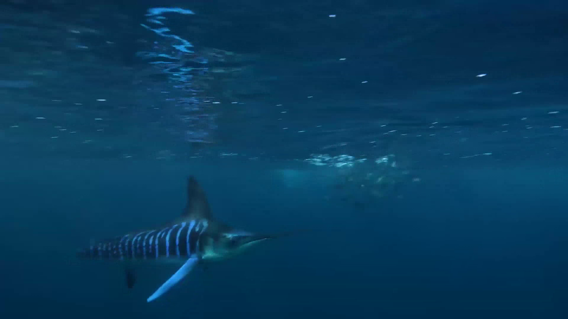 Cabo Marlin Part 2 episode thumbnail