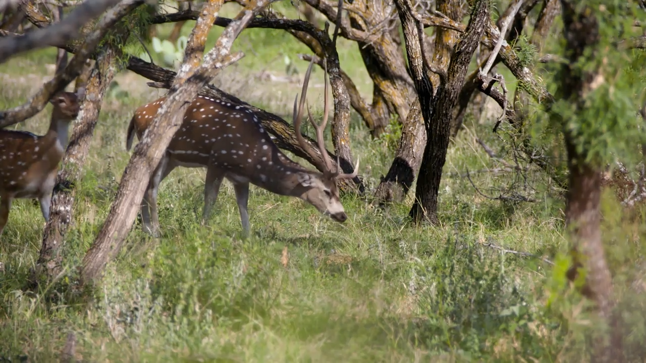 Roar episode thumbnail