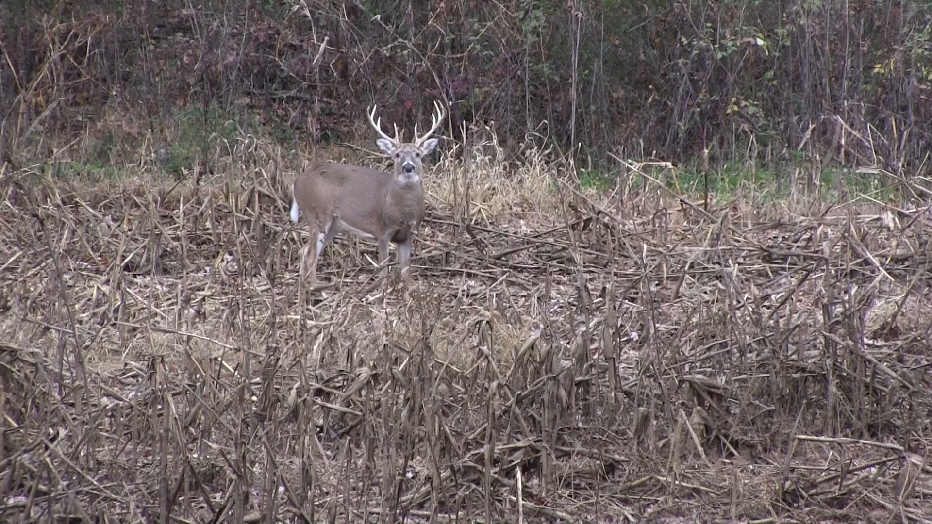 Collecting Venison episode thumbnail