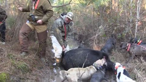 Hard Core Hog Dogs Invade Georgia - Part 3 episode thumbnail