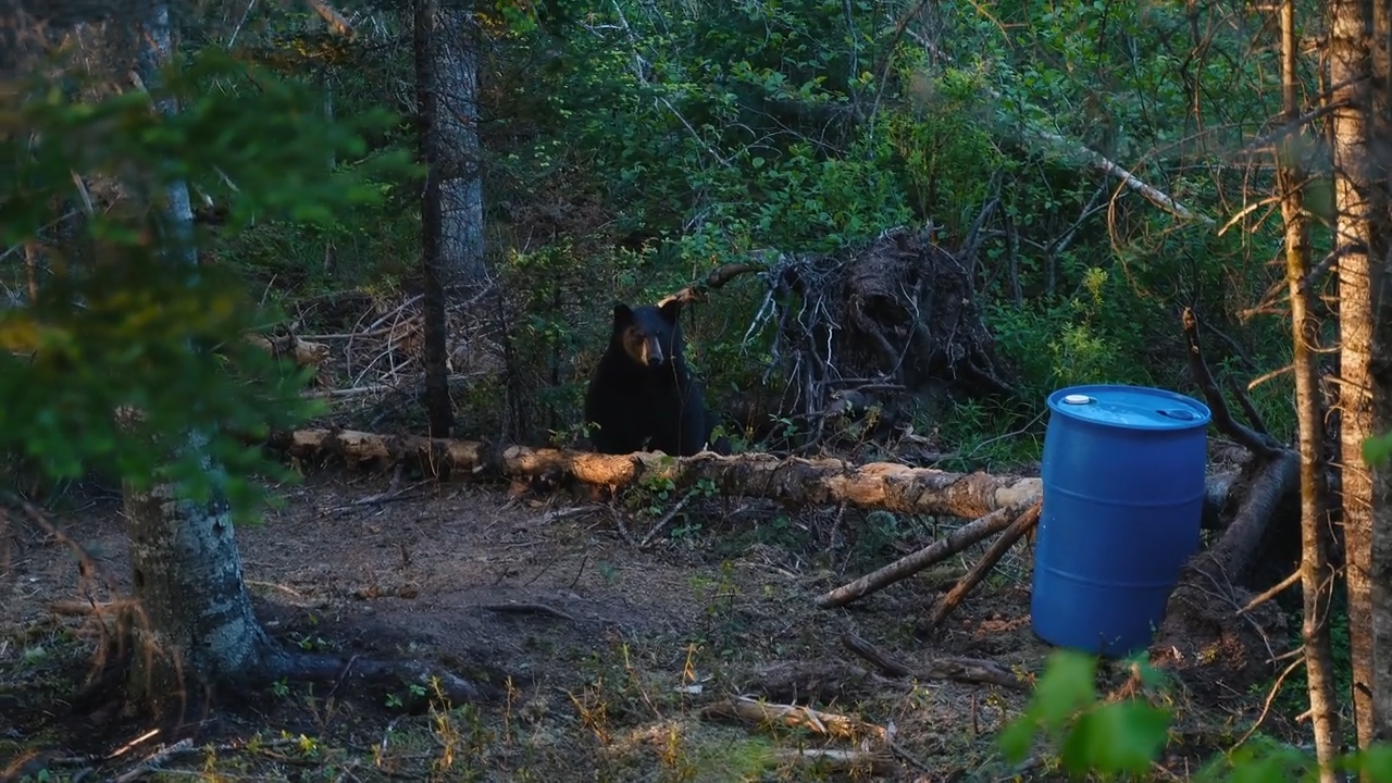 Back Home for Bears episode thumbnail