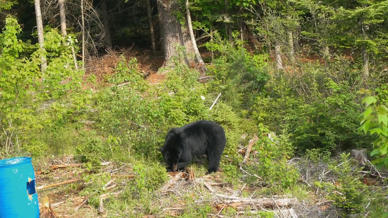 Bait After Breakfast episode thumbnail