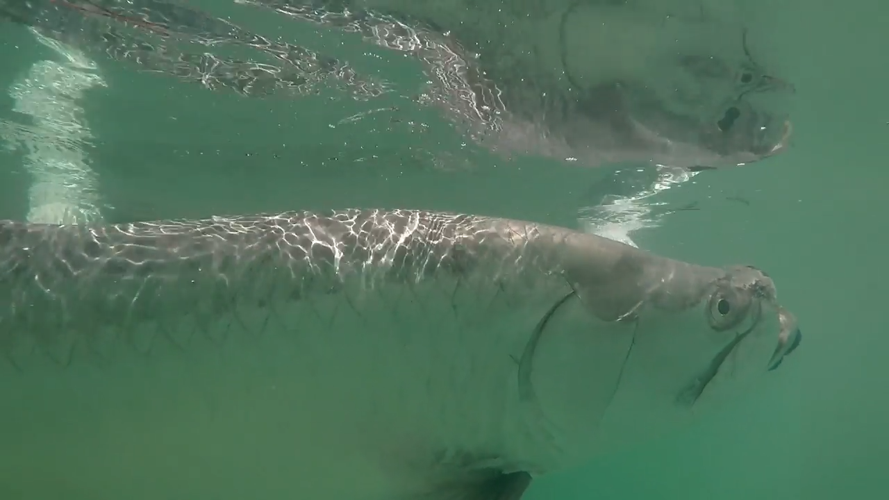 Sea Monster episode thumbnail