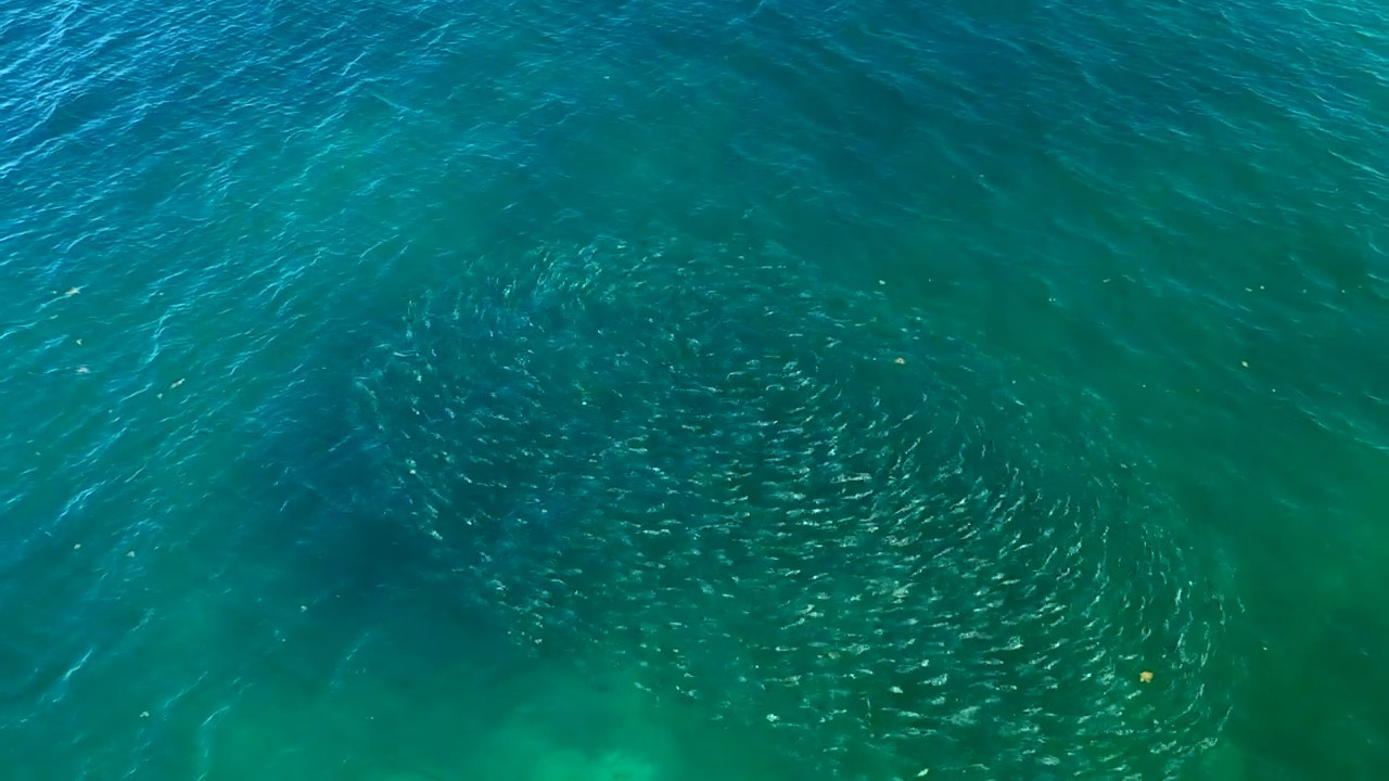 Bahamas Bonefish - Part 2 episode thumbnail