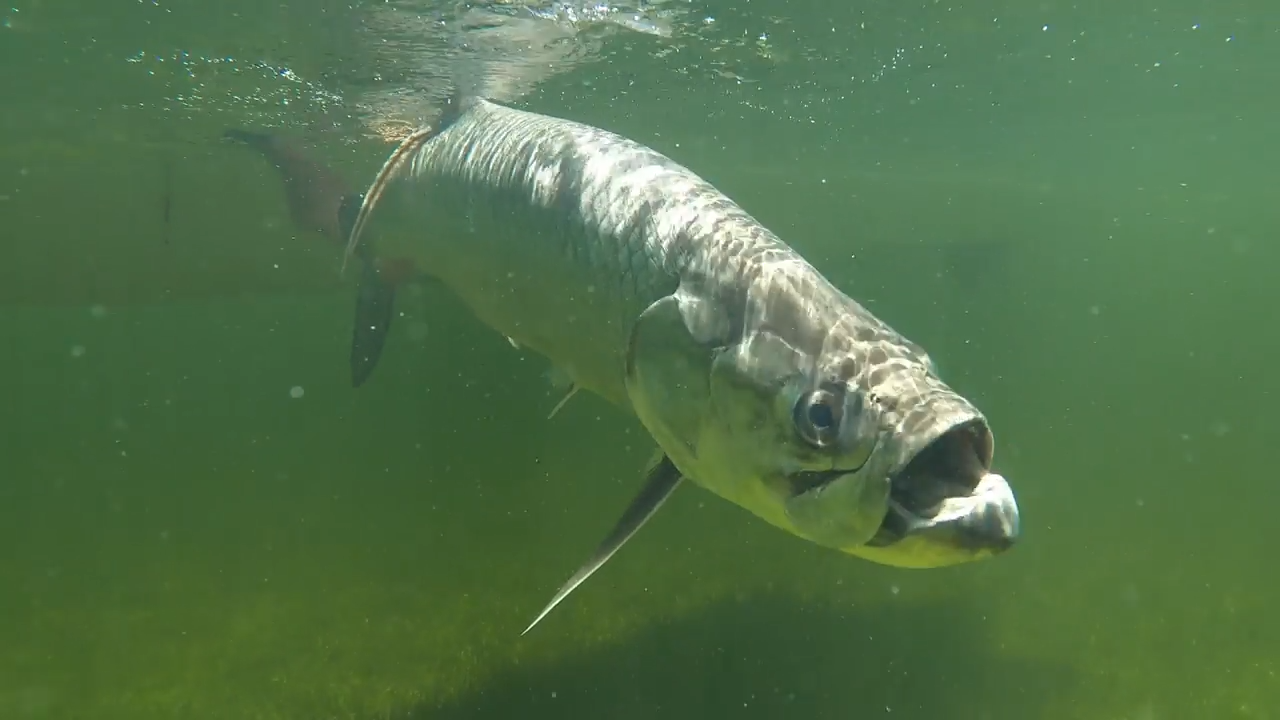 Sha Sha episode thumbnail