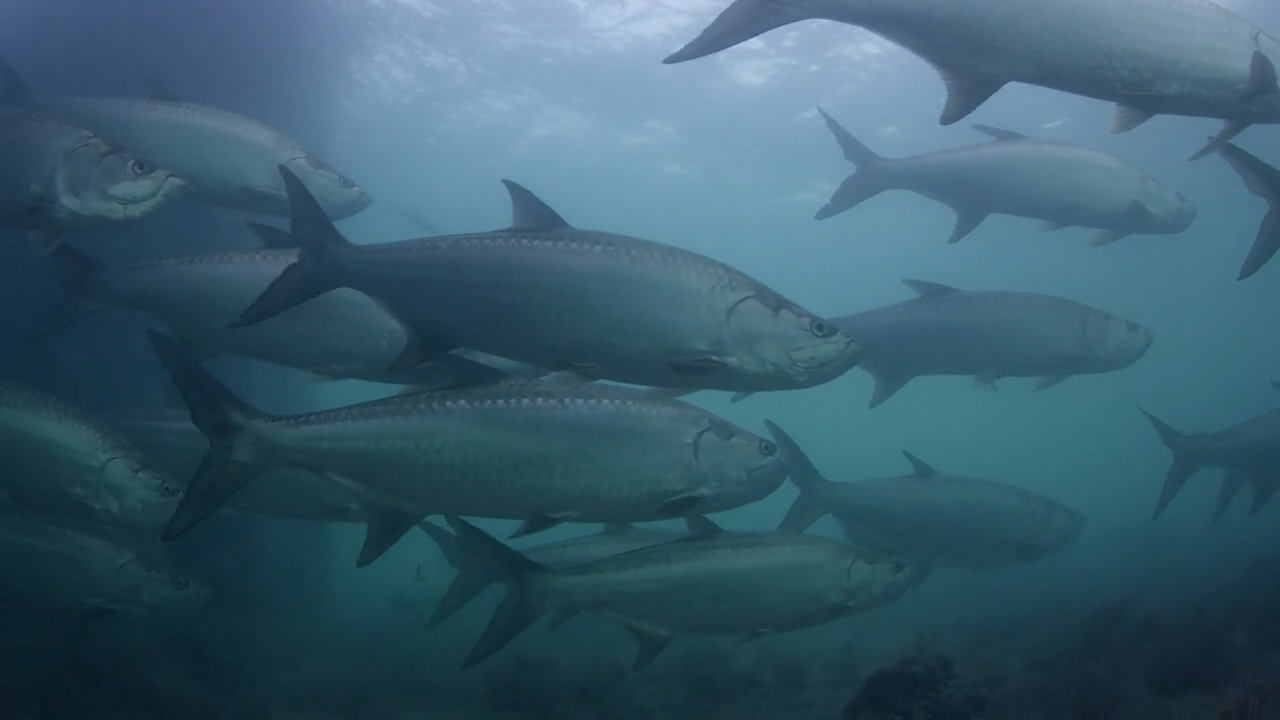 Conservation episode thumbnail