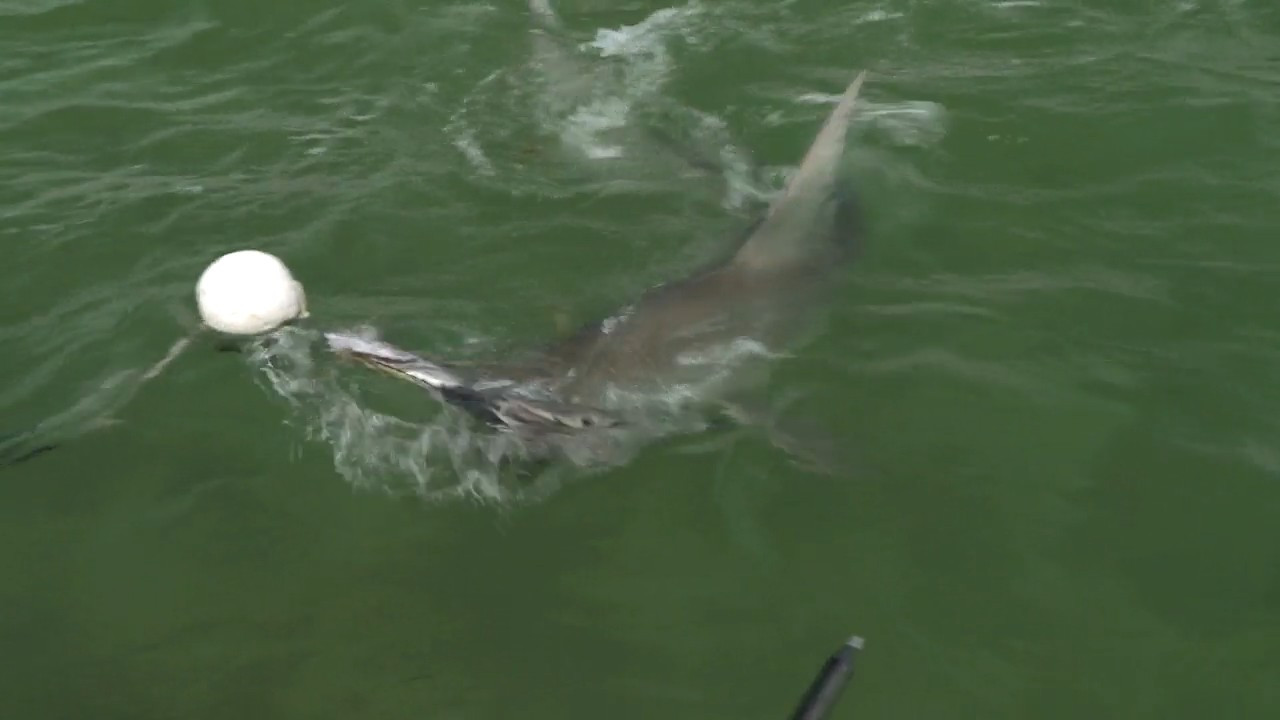 Nothin' but Sharks episode thumbnail