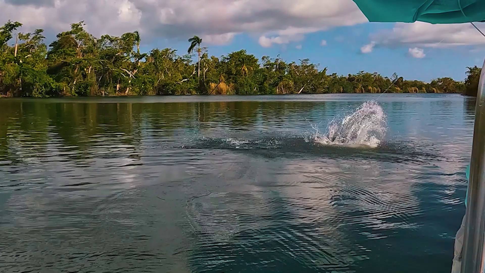 Leeches on the Fly episode thumbnail