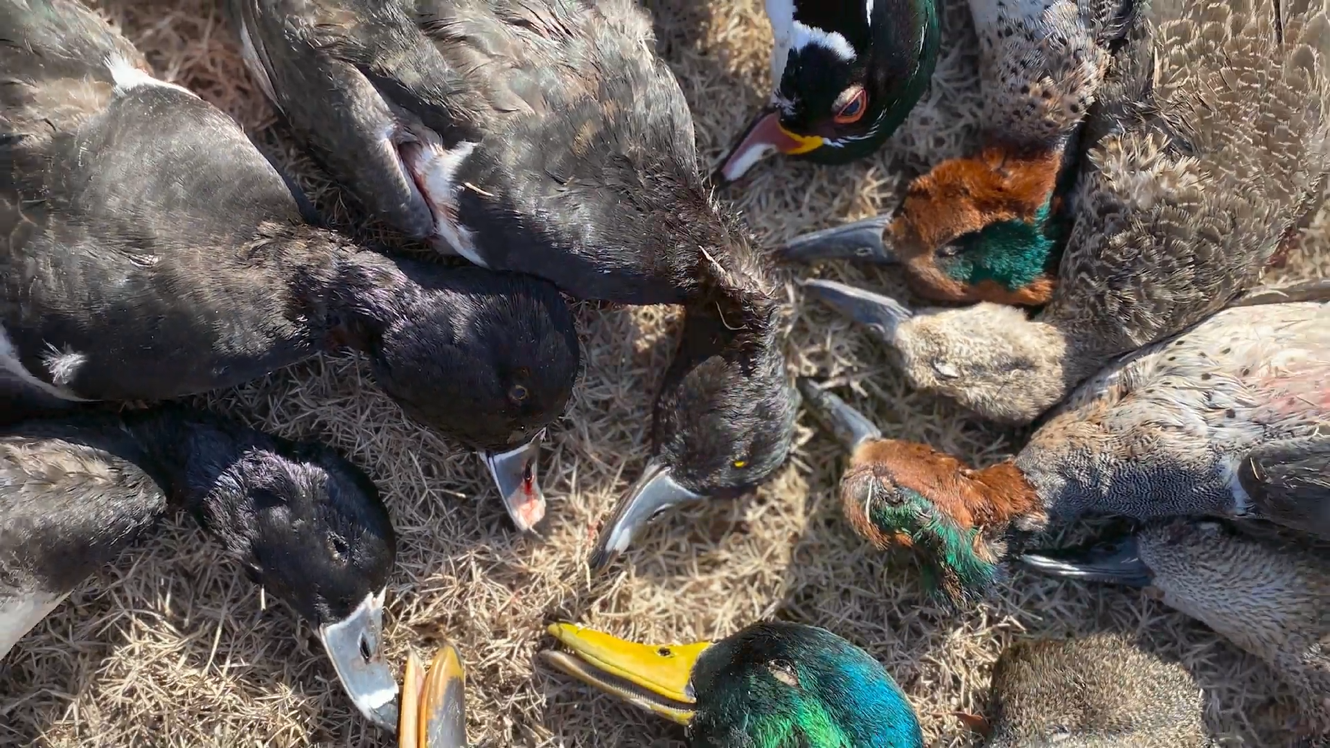 The Waterfowl Extravaganza episode thumbnail