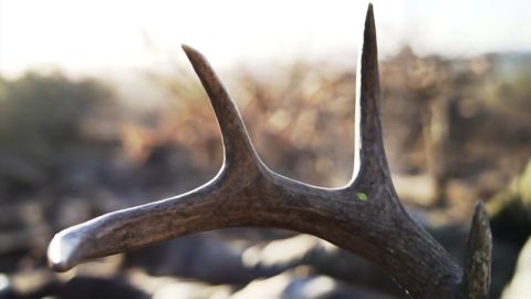 Mexico Coues Deer episode thumbnail