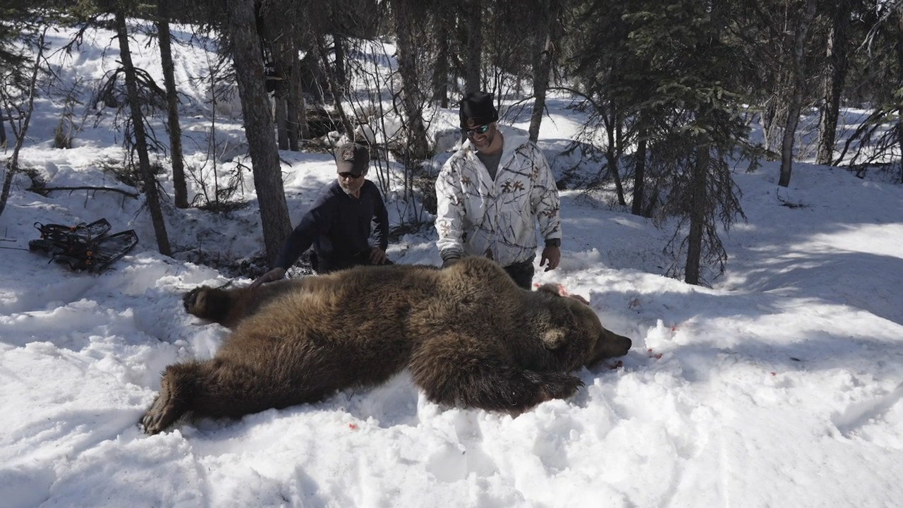 Alaska Grizzly episode thumbnail