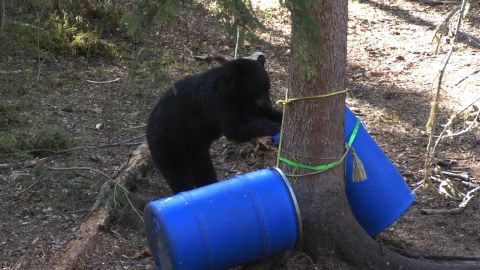 Saskatchewan Black Bear episode thumbnail