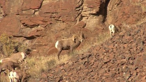 Oregon Bighorn Sheep Hunt episode thumbnail