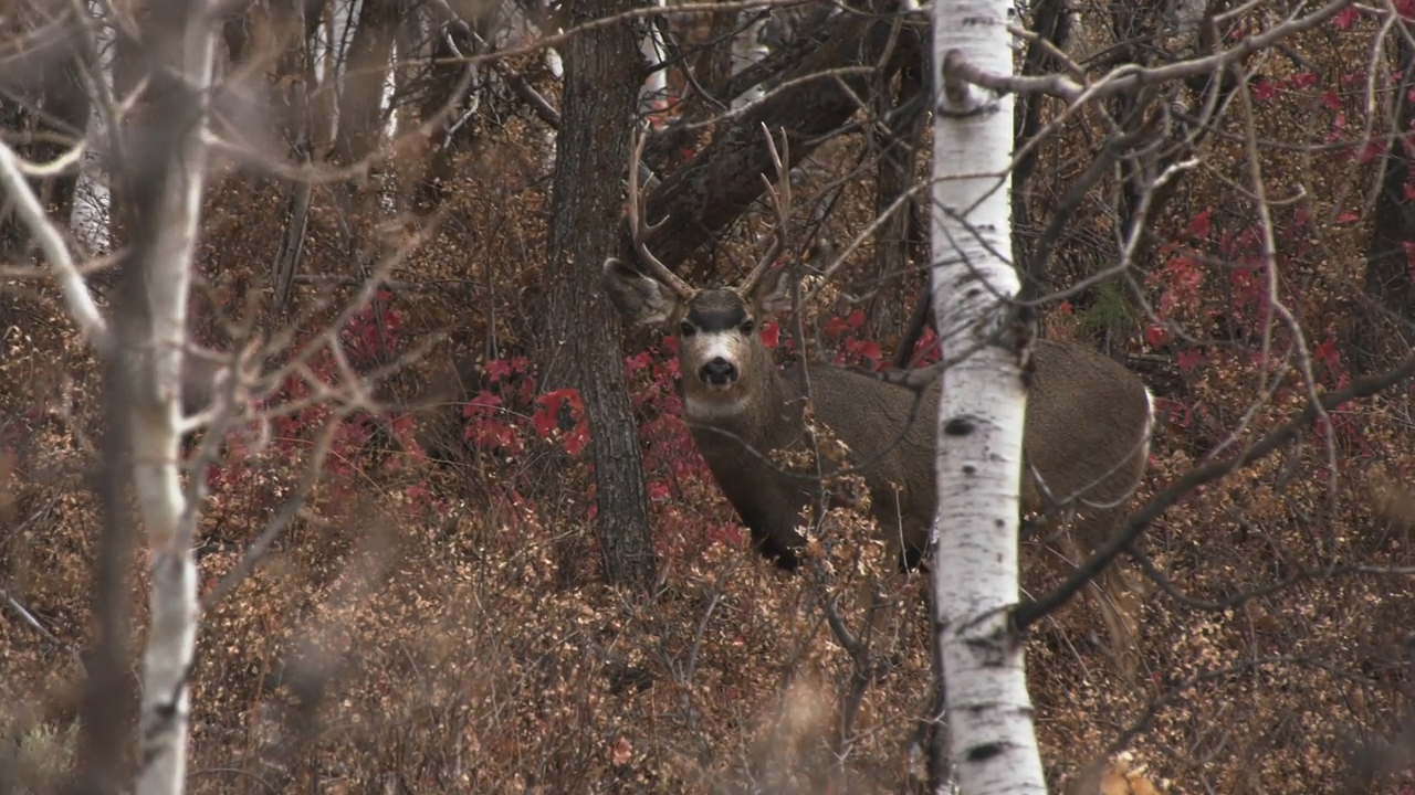 A Farwide Mule Deer Hunt episode thumbnail