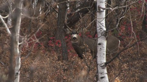 A Farwide Mule Deer Hunt episode thumbnail