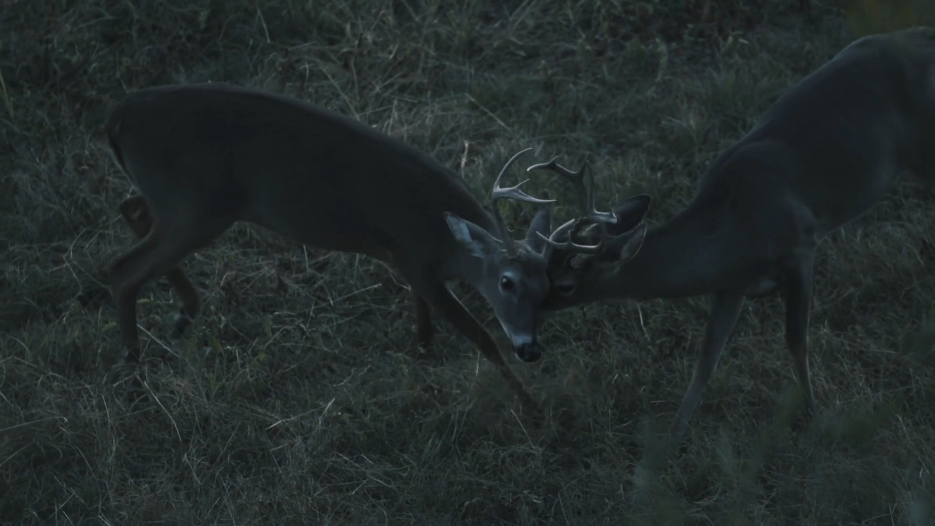 Mountain Buck episode thumbnail