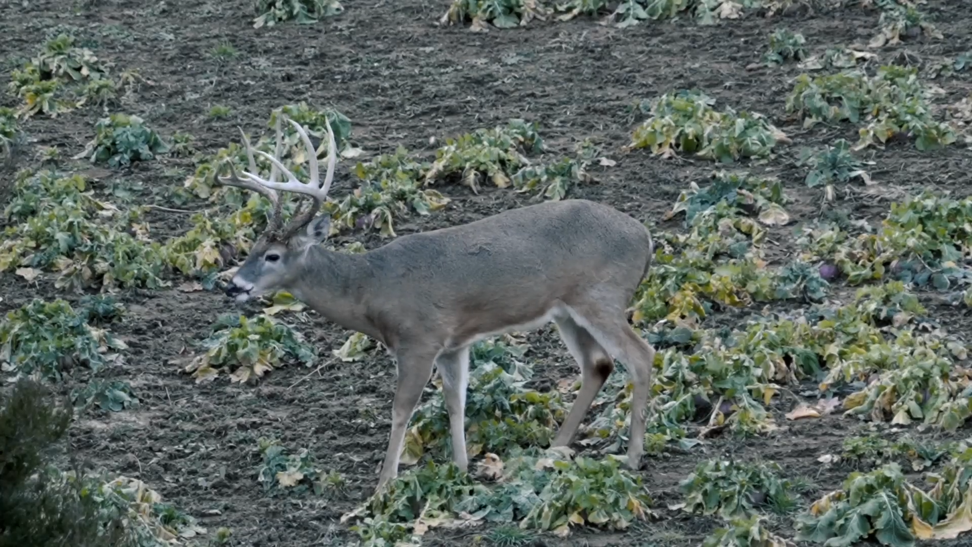 Family Grounds episode thumbnail