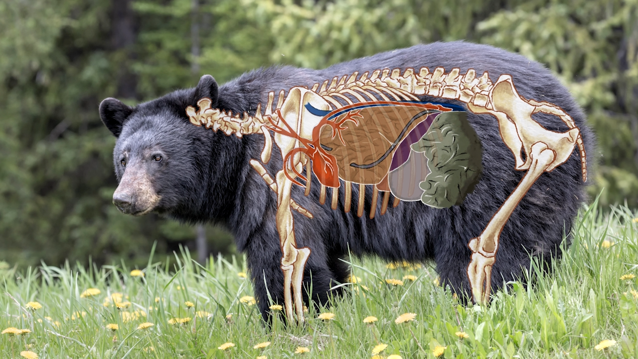 Bear Class 101 episode thumbnail