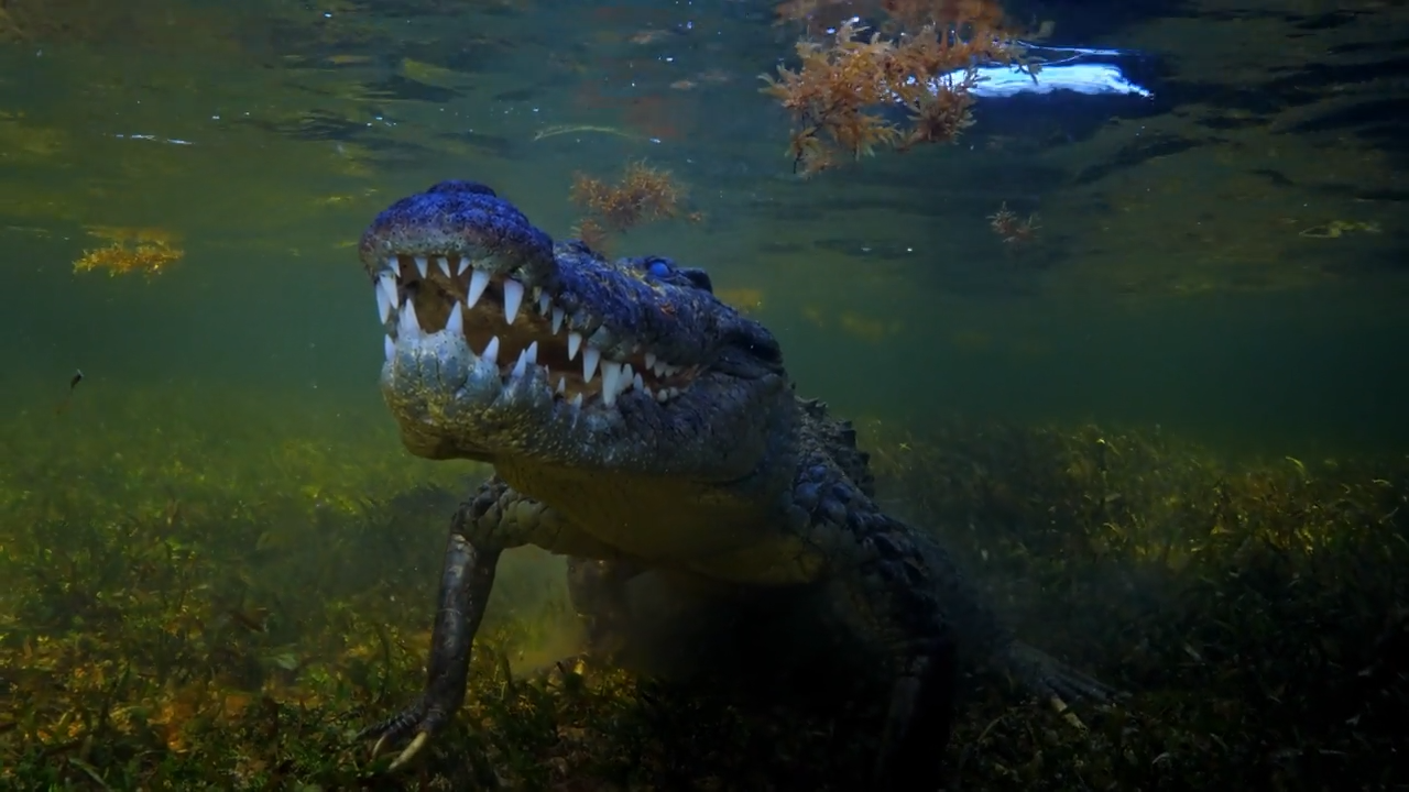 Crikey, You Got a Bad Attitude episode thumbnail