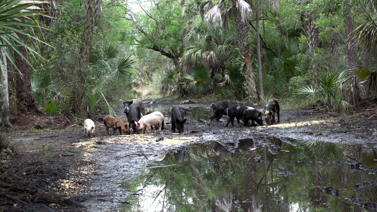 A-pork-alypse Now episode thumbnail