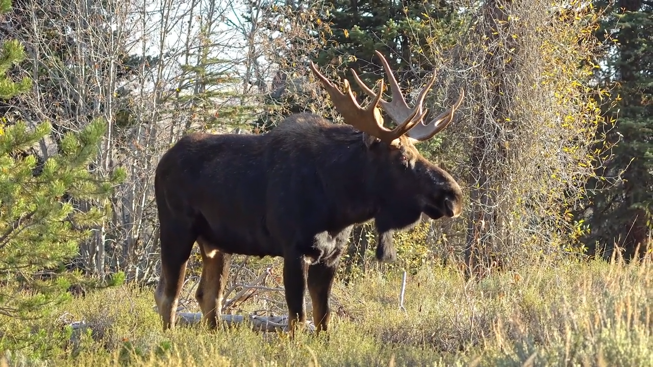 Bullwinkle episode thumbnail