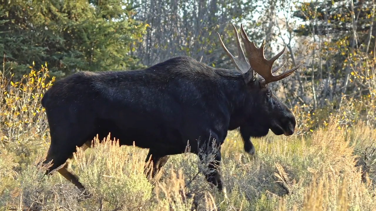 Success? episode thumbnail