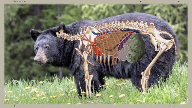 Tip: Why a Heart Shot On a Bear is Risky episode thumbnail