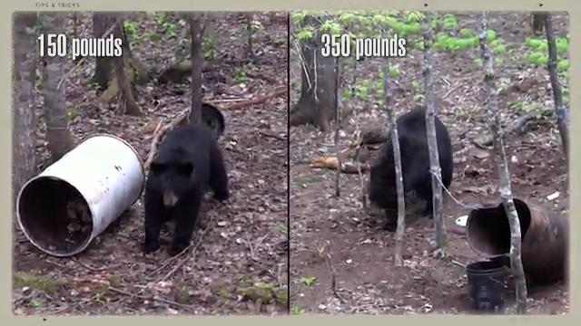 Tip: Easy Ways To Judge Bear Size episode thumbnail