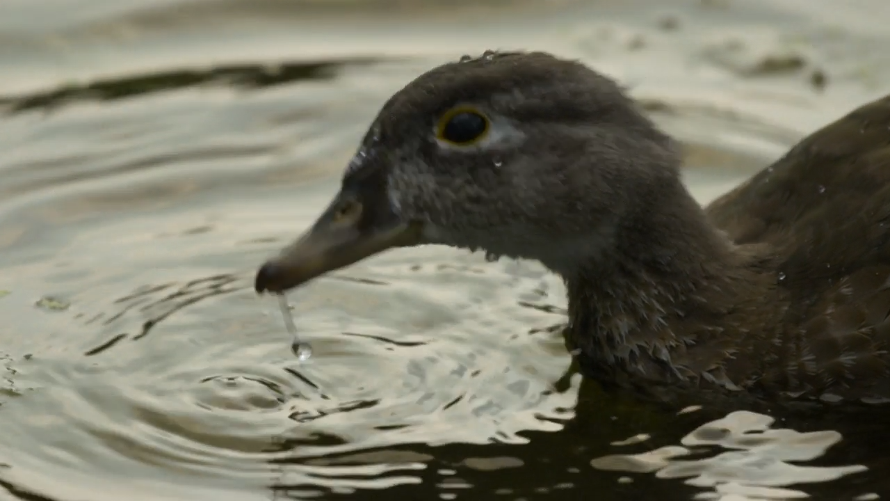 The Plan episode thumbnail