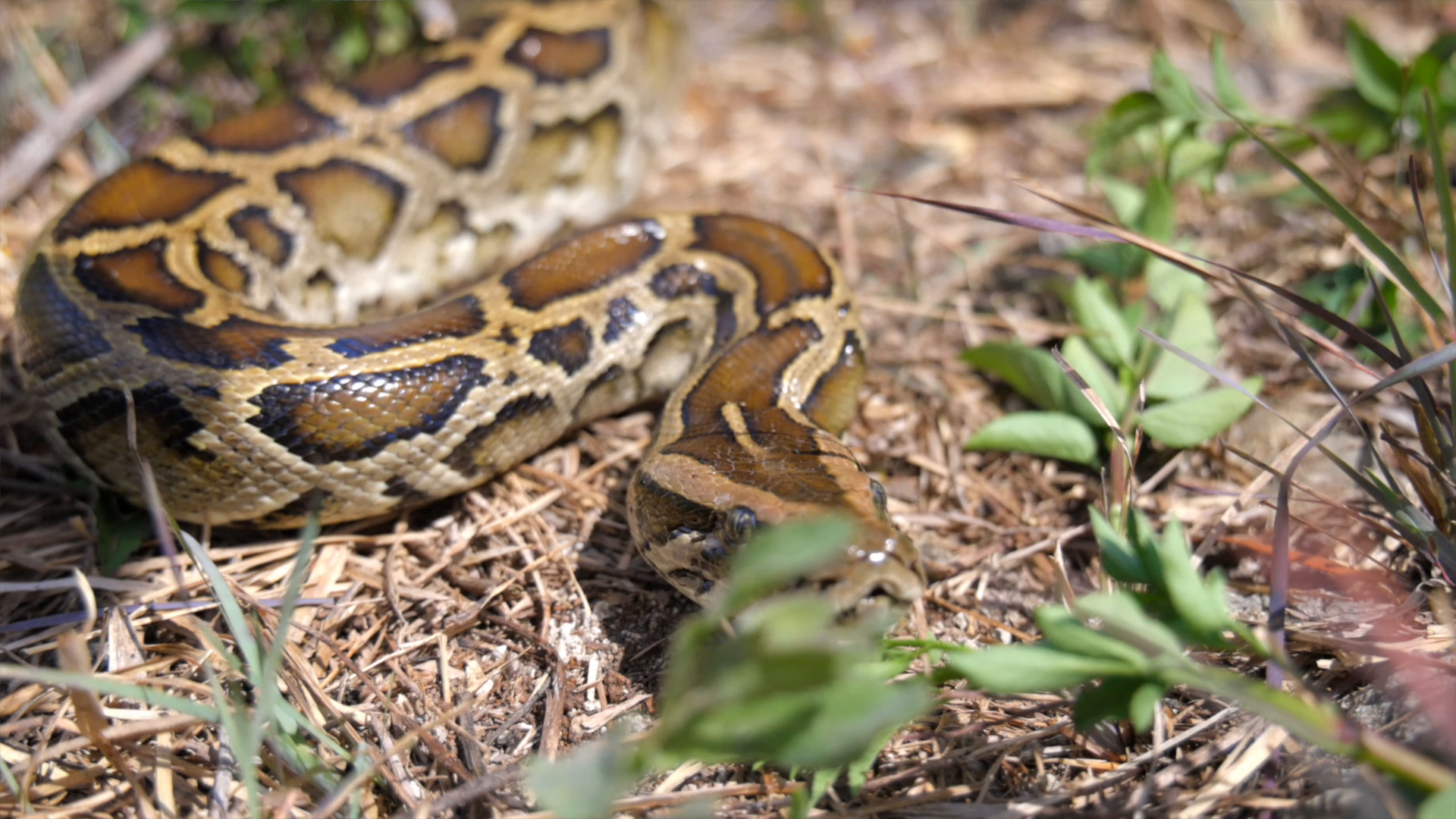 The Everglades Python episode thumbnail