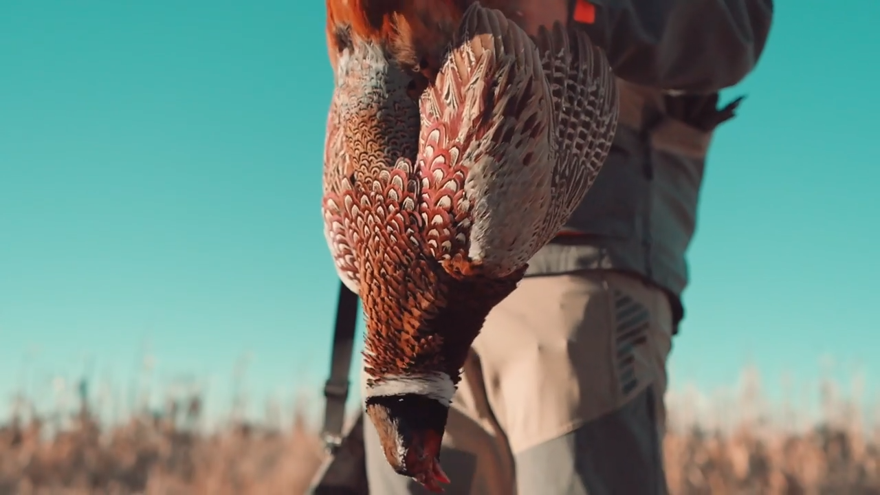South Dakota Pheasant episode thumbnail