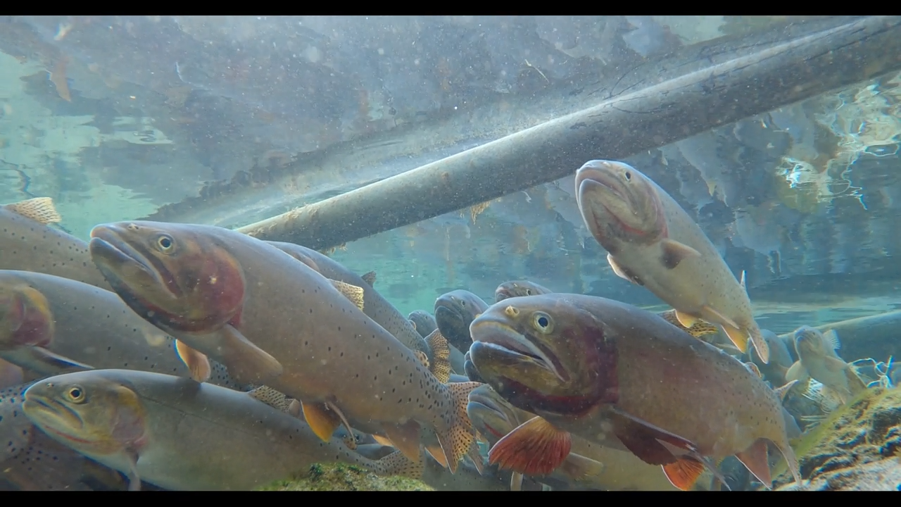 Remote Mountain Ice Fishing episode thumbnail